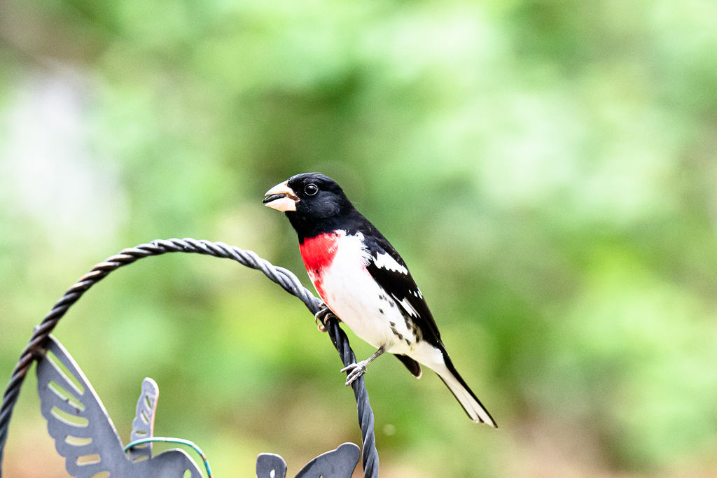 Backyard Birds NH-1857.jpg